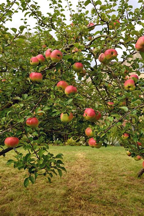 19 Best Apple Tree Varieties (with a Guide to Flowering Groups ...