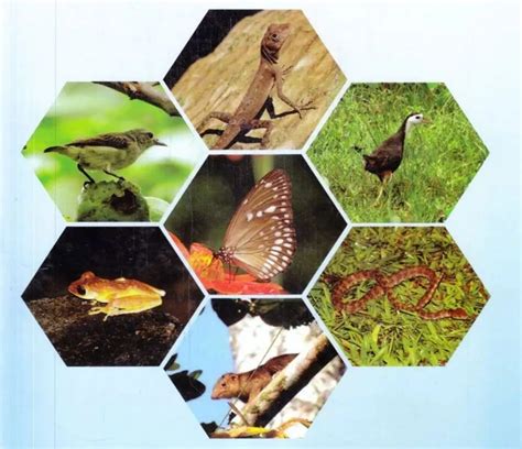 A Comprehensive Guide to Andaman Island Wildlife