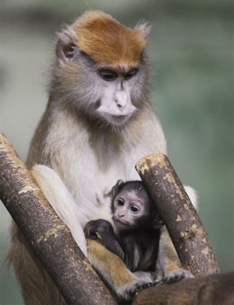 Baby Patas Monkey... born 11/30/12 @ Rosamond Gifford Zoo, Syracuse, NY ...