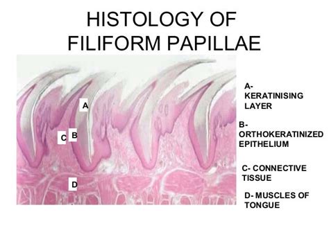 Oral biologyslides