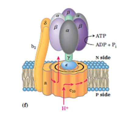 structure and mechanism of ATP synthase - Nilesh