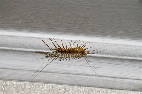 Signs of A Centipede Infestation | Centipede Prevention