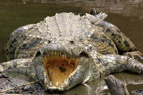 Man-eaters: Crocodile Gustave | DinoAnimals.com