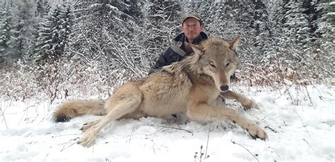 Wolf trapping is a tool Idaho wildlife managers want to keep, but at ...