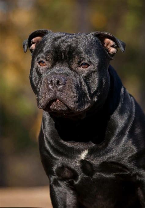 Little Black Staffy | Staffy dog, Beautiful dogs, Dog breeds