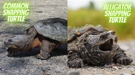 Common Snapping Turtle vs. Alligator Snapping Turtle [15 Differences ...