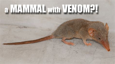 Shrew Facts: a VENOMOUS MAMMAL | Animal Fact Files - YouTube