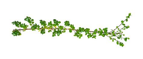 leaf vine Isolate on transparent background PNG file 13483460 PNG