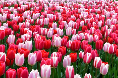 Free photo: Tulip flower - Flower, Nature, Plant - Free Download - Jooinn