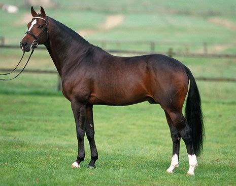 Horse Life and Love: Hanoverian Horses