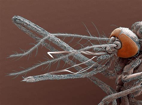 Mosquito Mouthparts, Sem Photograph by Steve Gschmeissner