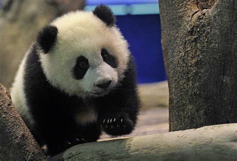 These pictures of baby pandas will make your ovaries ache