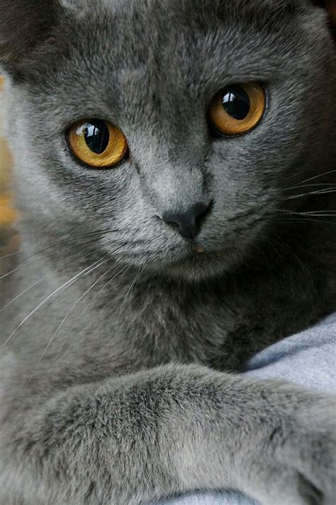 Sign in | Beautiful cats, Chartreux cat, Pretty cats