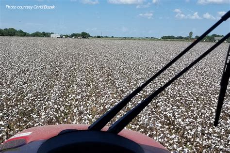 Coastal Bend cotton farmers faced tough year - Texas Farm Bureau