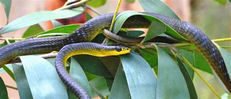 Reliable Common or Green Tree snake Removal call 0413 028081