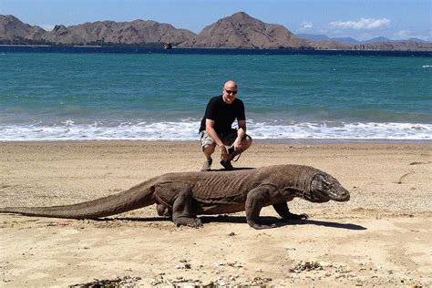 Komodo Dragon Size