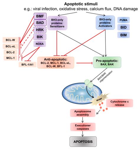 Cancers | Free Full-Text | Targeting Mitochondrial Apoptosis to ...