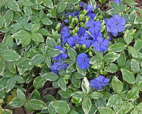 Periwinkle Vinca Vine Photograph by Ellen Miffitt - Fine Art America