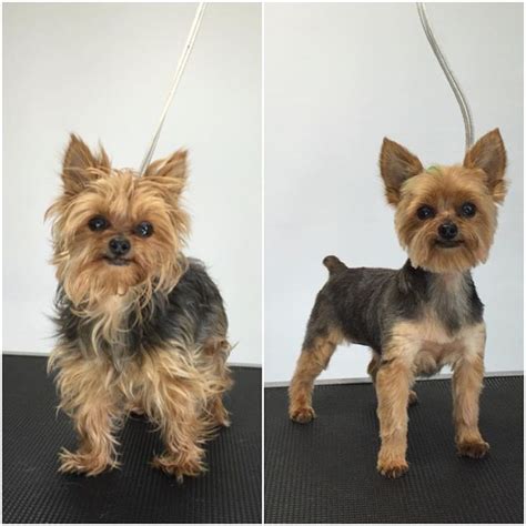 Pin on Yorkie hairstyles