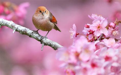 Wildlife Desktop backgrounds birds for nature lovers