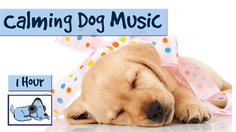 Calming Music for Dogs and Puppies - YouTube