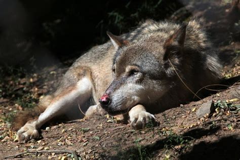 Eurasian Wolf (Canis Lupus Lupus). Stock Image - Image of common ...