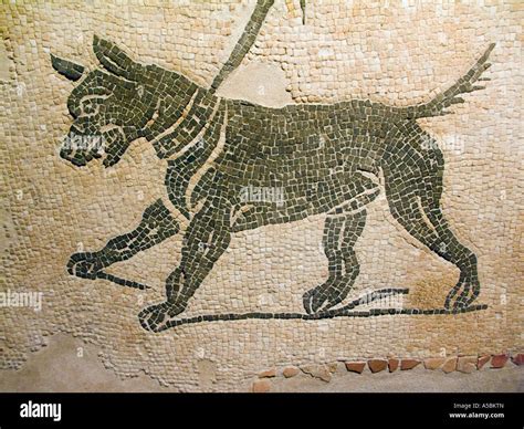 Roman ancient mosaic rapresenting a dog Stock Photo - Alamy