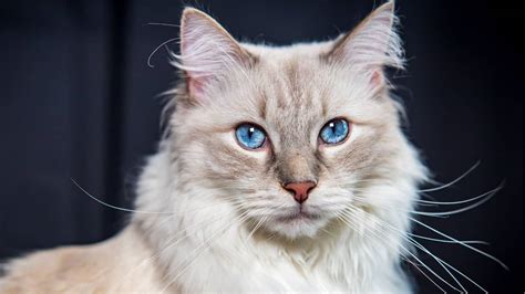 Do Ragdoll Cats Have Blue Eyes Only? - Ragdoll Care