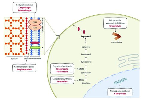 Mode of action of antifungal drugs. | Download Scientific Diagram