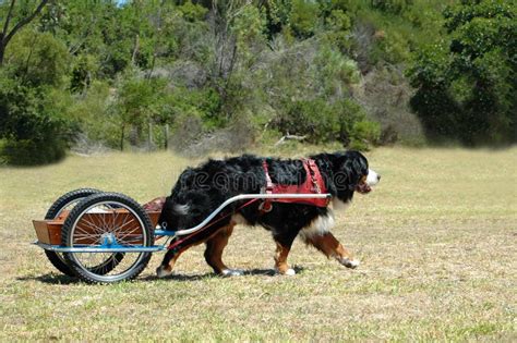 Bernese Mountain Dog Carting Stock Photo - Image: 1955300