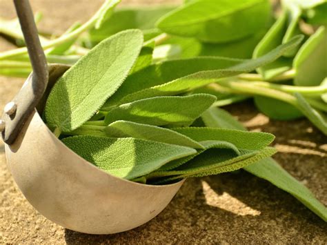 Start Growing Sage Indoors | The Indoor Gardens