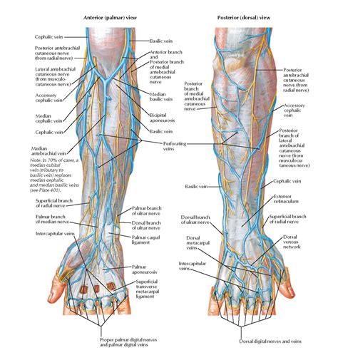 Cutaneous Nerves and Superficial Veins of Forearm and Hand Anatomy ...