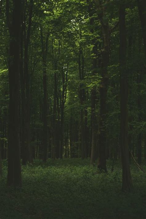 Untitled | via Tumblr | Nature photography, Dark forest, Dark green ...