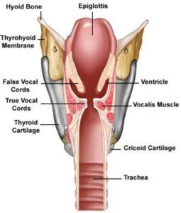 What vibrates when you burp? : r/AskScienceDiscussion