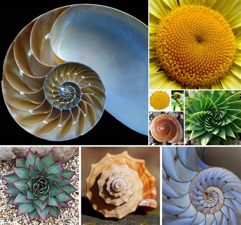 Examples of fibonacci sequence in nature - saadsol