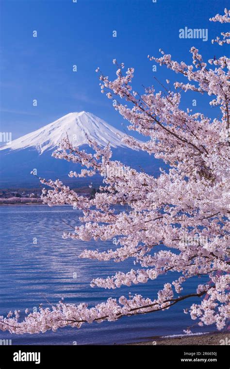 Fuji and cherry blossom from kawaguchi lake Stock Photo - Alamy