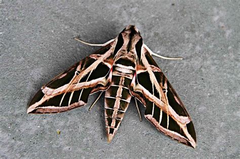 Sphingidae Larvae