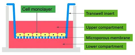 MPs | Free Full-Text | In Vitro Methods for Measuring the Permeability ...