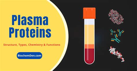 Plasma Proteins: Types and Functions (Basic Notes)