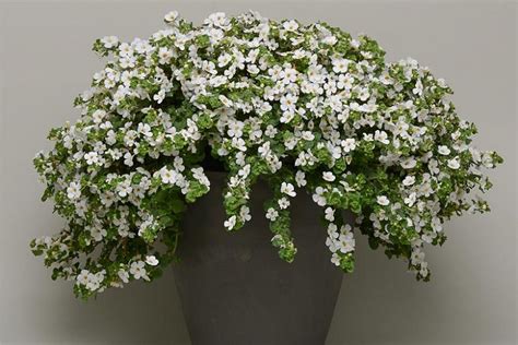 Sutera cordata MegaCopa™ White (Bacopa) | Bacopa plant, Bacopa, White ...