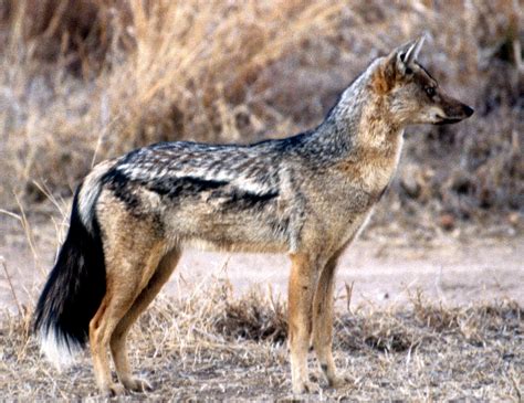 File:Side-striped Jackal.jpg - Wikimedia Commons