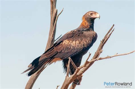 Wedge-tailed Eagle - Peter Rowland Photographer & Writer