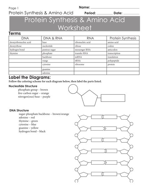 Protein Synthesis And Amino Acid Worksheet Answers - Livinghealthybulletin