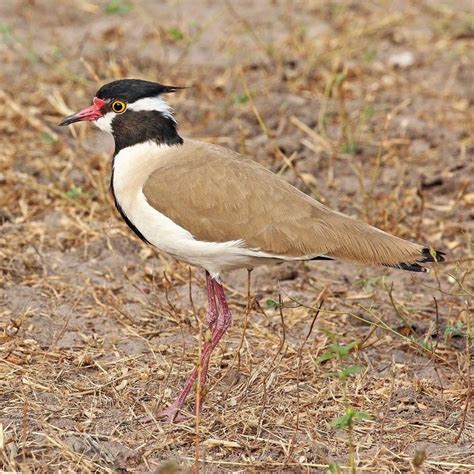 Black headed lapwing - Alchetron, The Free Social Encyclopedia