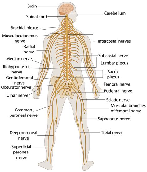 Nerve Labelled Diagram