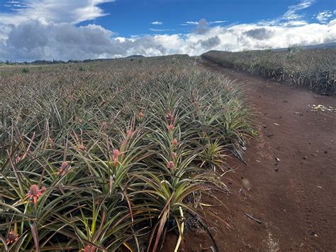 Maui Pineapple Tour (Makawao) - All You Need to Know BEFORE You Go