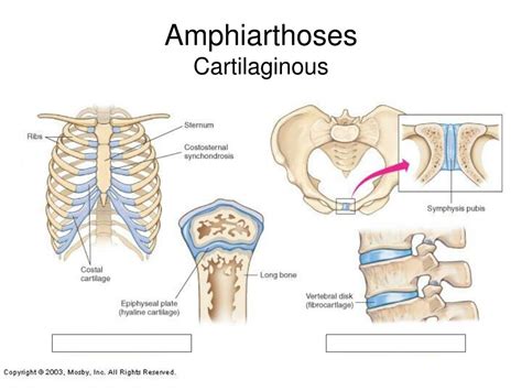 PPT - Articulations PowerPoint Presentation, free download - ID:1174249