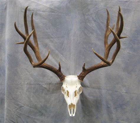 A rack with the skull... | Deer skull tattoos, Elk skull, Deer skulls