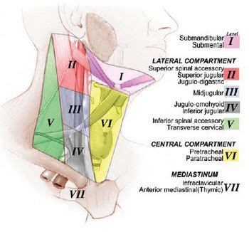 Lymph node levels of Neck | Epomedicine | Lymph nodes, Medical ...