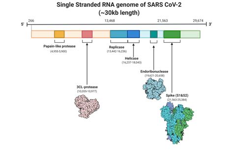 [Figure, Single-stranded RNA genome of SARS-CoV2] - StatPearls - NCBI ...